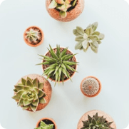 Green Plant